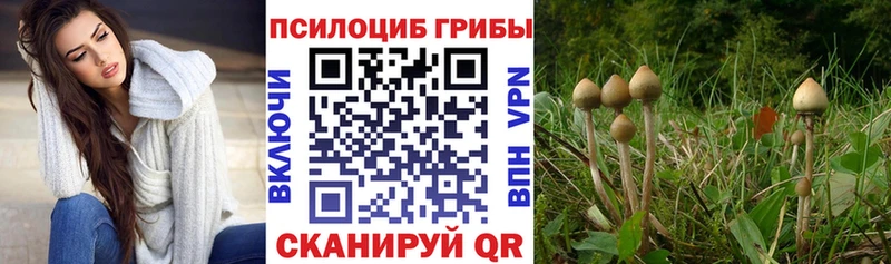 Галлюциногенные грибы Psilocybine cubensis  наркота  Топки 